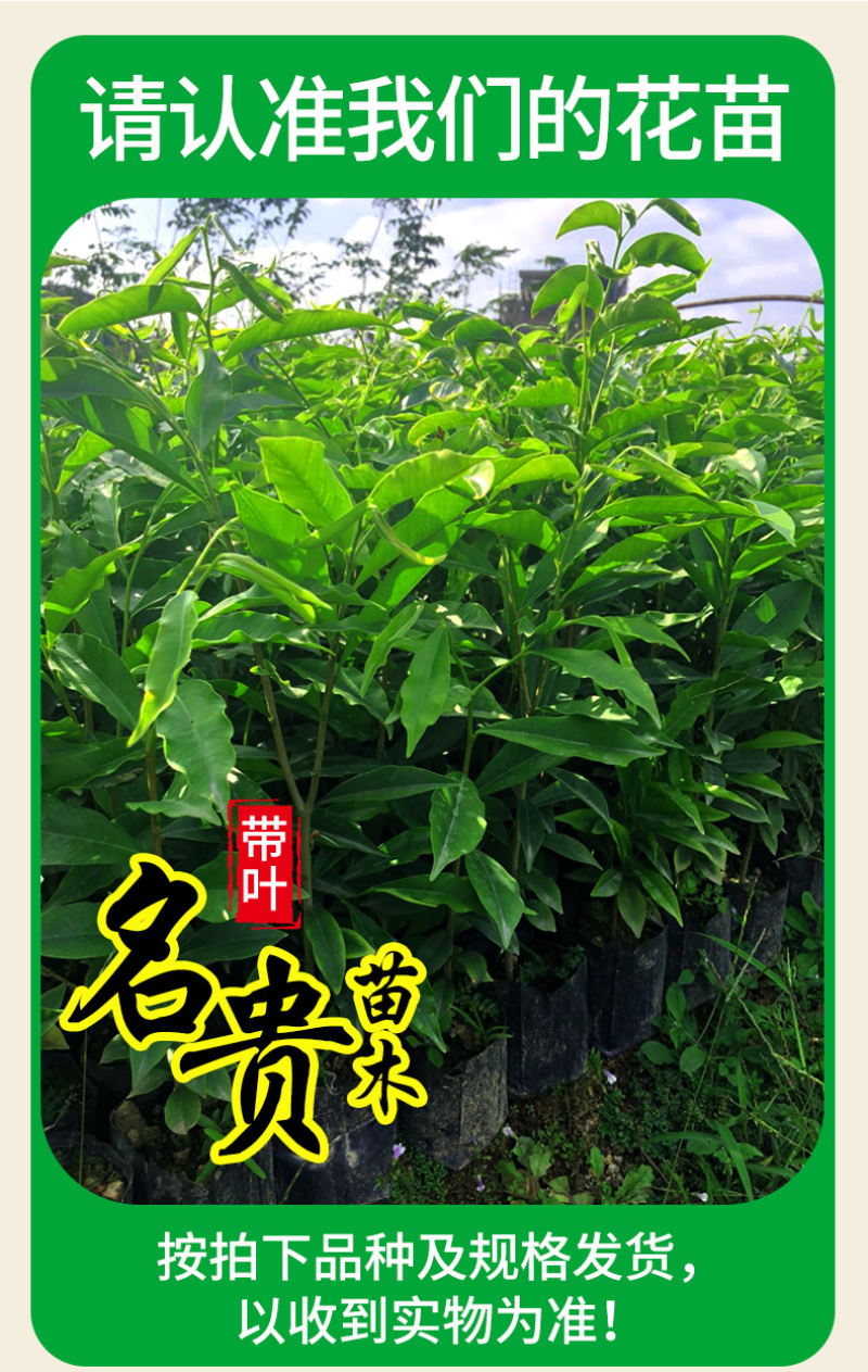 名贵苗木金丝楠木树苗正宗海南沉香苗黄花梨小叶紫檀沉香苗