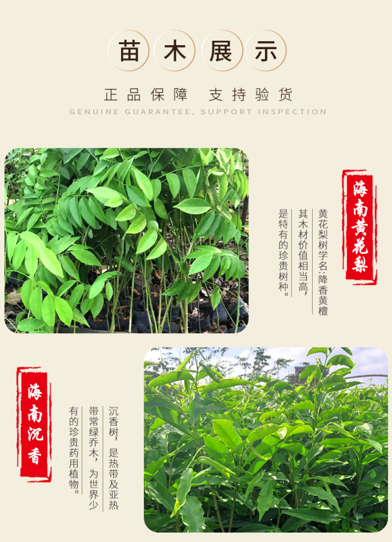 名贵苗木金丝楠木树苗正宗海南沉香苗黄花梨小叶紫檀沉香苗