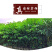 名贵苗木金丝楠木树苗正宗海南沉香苗黄花梨小叶紫檀沉香苗