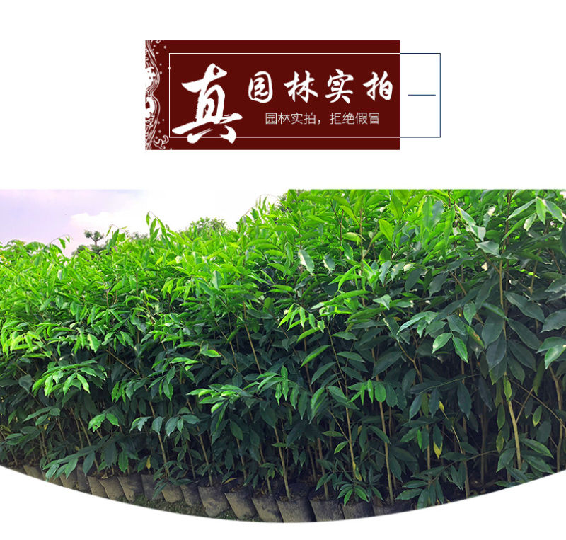 名贵苗木金丝楠木树苗正宗海南沉香苗黄花梨小叶紫檀沉香苗