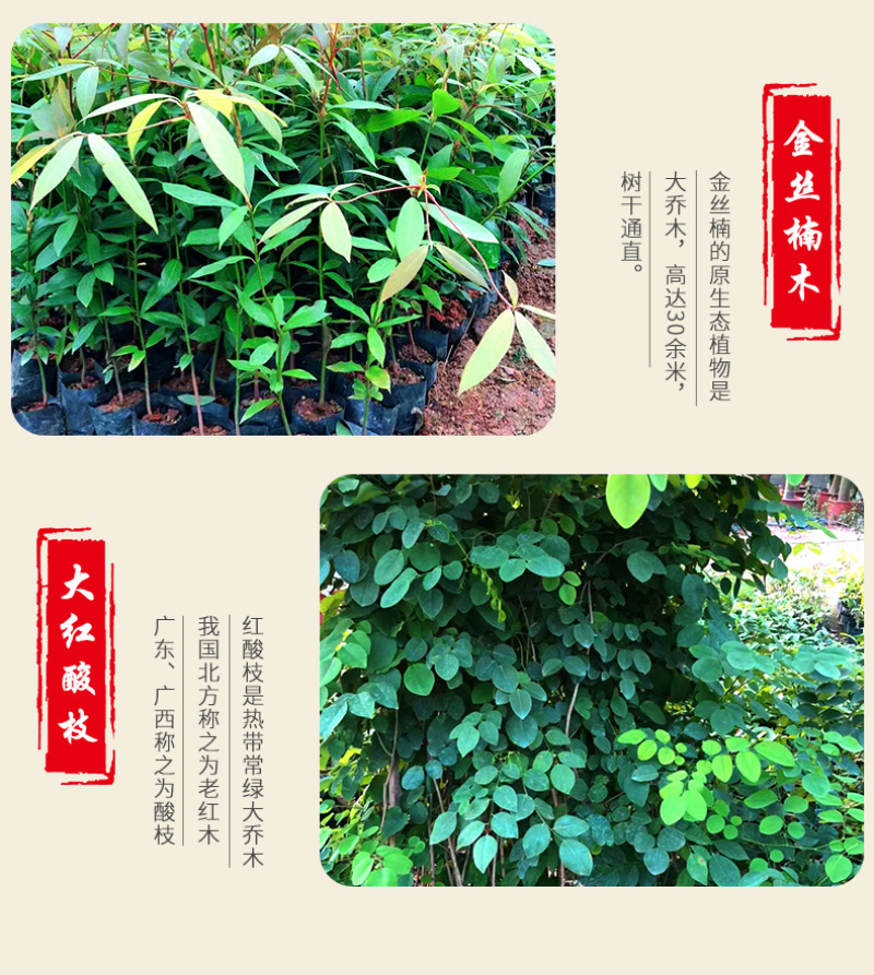 名贵苗木金丝楠木树苗正宗海南沉香苗黄花梨小叶紫檀沉香苗