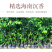 名贵苗木金丝楠木树苗正宗海南沉香苗黄花梨小叶紫檀沉香苗