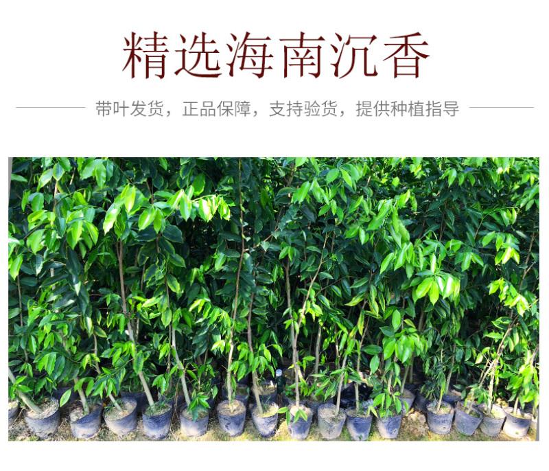 名贵苗木金丝楠木树苗正宗海南沉香苗黄花梨小叶紫檀沉香苗