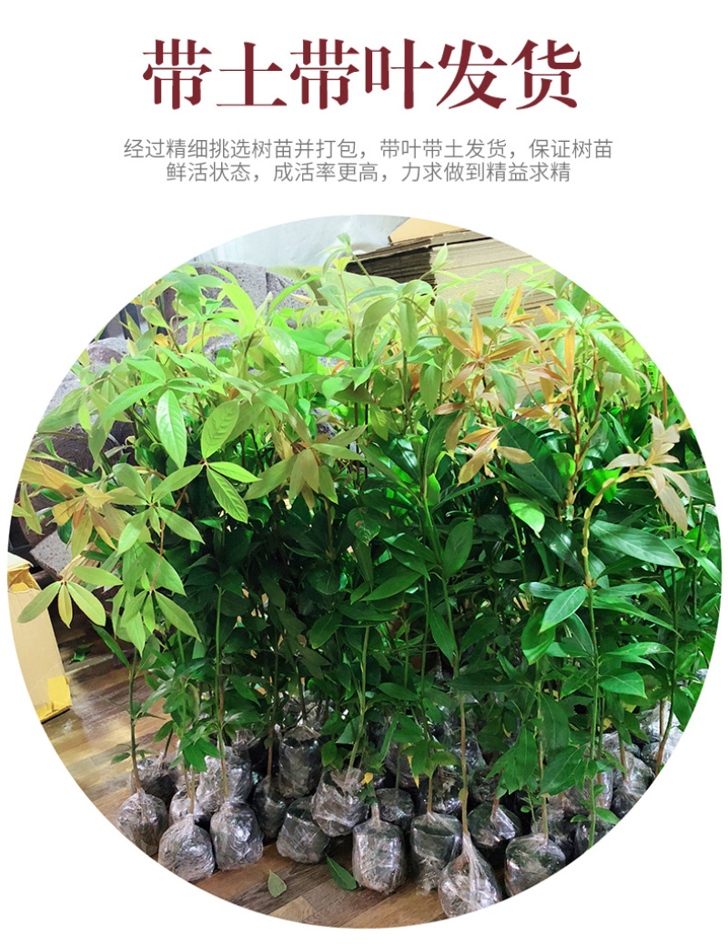 名贵苗木金丝楠木树苗正宗海南沉香苗黄花梨小叶紫檀沉香苗