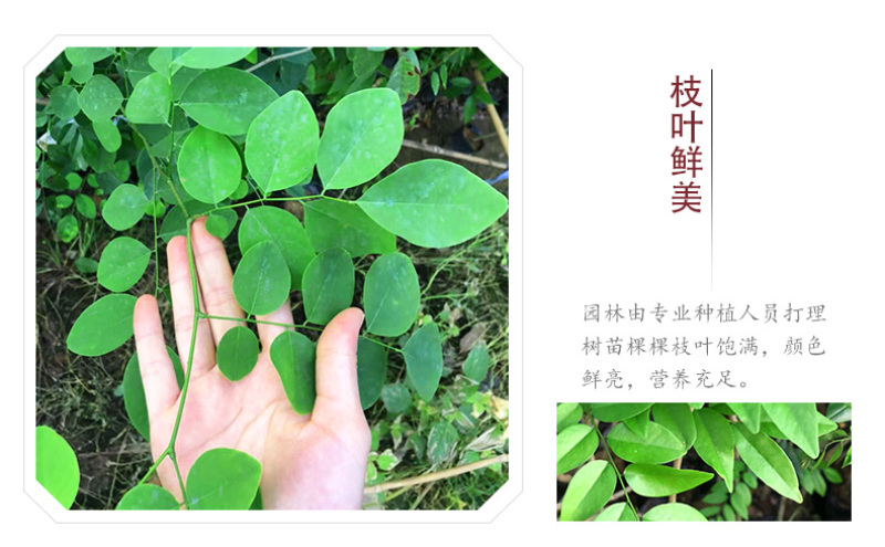 名贵苗木金丝楠木树苗正宗海南沉香苗黄花梨小叶紫檀沉香苗