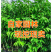 名贵苗木金丝楠木树苗正宗海南沉香苗黄花梨小叶紫檀沉香苗