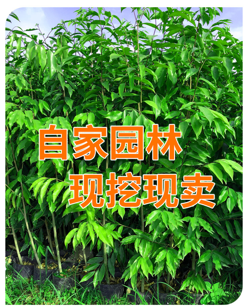 名贵苗木金丝楠木树苗正宗海南沉香苗黄花梨小叶紫檀沉香苗