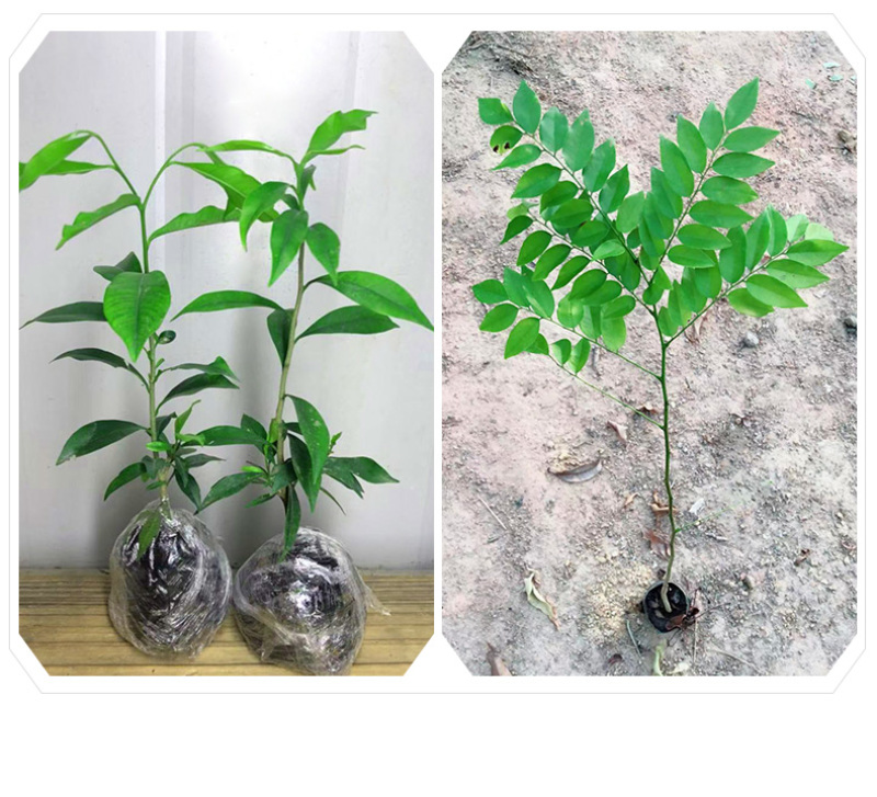 名贵苗木金丝楠木树苗正宗海南沉香苗黄花梨小叶紫檀沉香苗