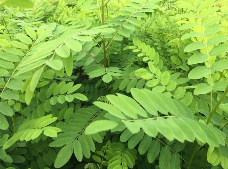 紫穗槐生长迅速，边坡及绿化工程大量种植，种子一件代发