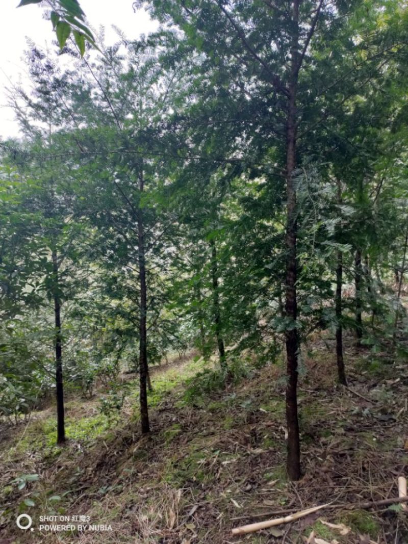 红豆杉，绿化苗木南方红豆杉3~8cm