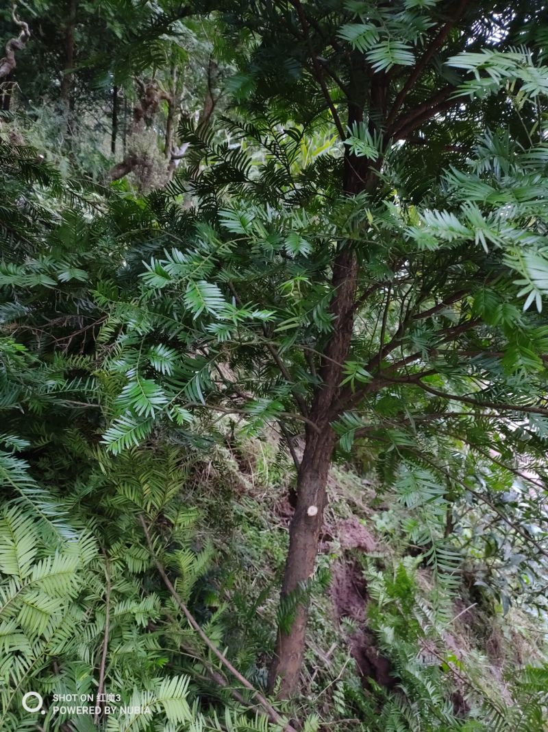 红豆杉，绿化苗木南方红豆杉3~8cm