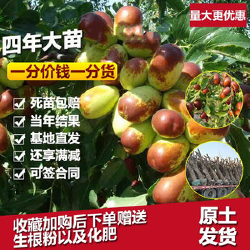 梨枣，嫁接枣树苗包品种包成活，全程提技术指导南北方种植