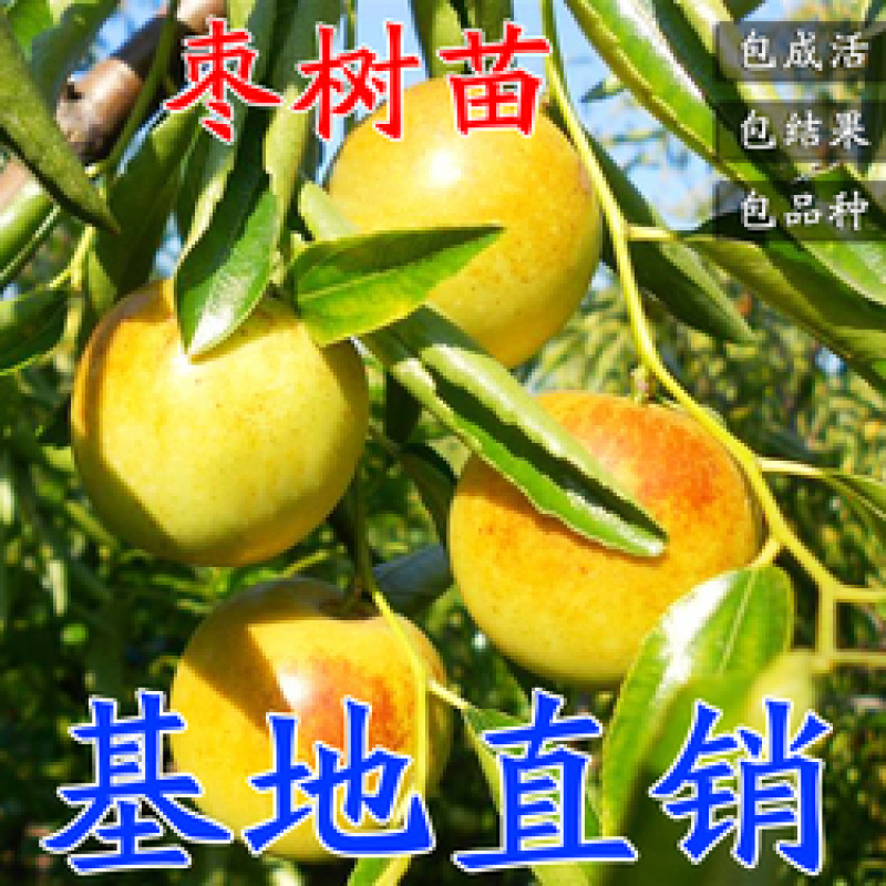 梨枣，嫁接枣树苗包品种包成活，全程提技术指导南北方种植