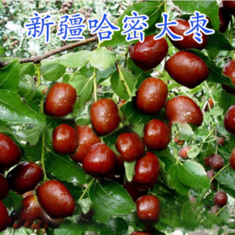 梨枣，嫁接枣树苗包品种包成活，全程提技术指导南北方种植