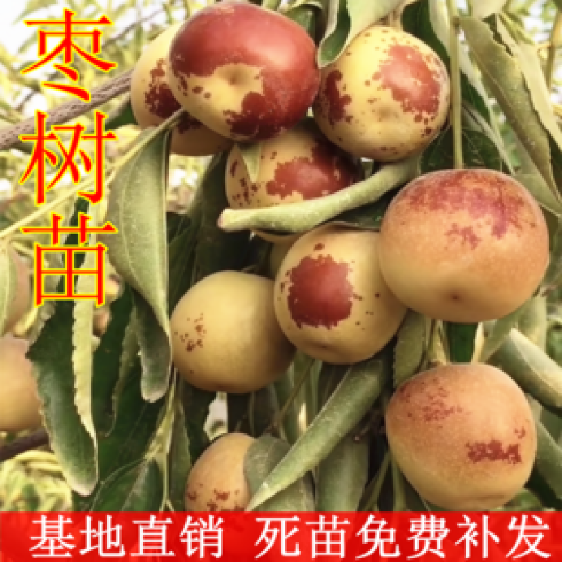 梨枣，嫁接枣树苗包品种包成活，全程提技术指导南北方种植