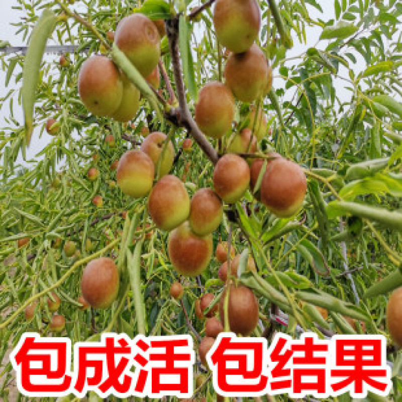 梨枣，嫁接枣树苗包品种包成活，全程提技术指导南北方种植