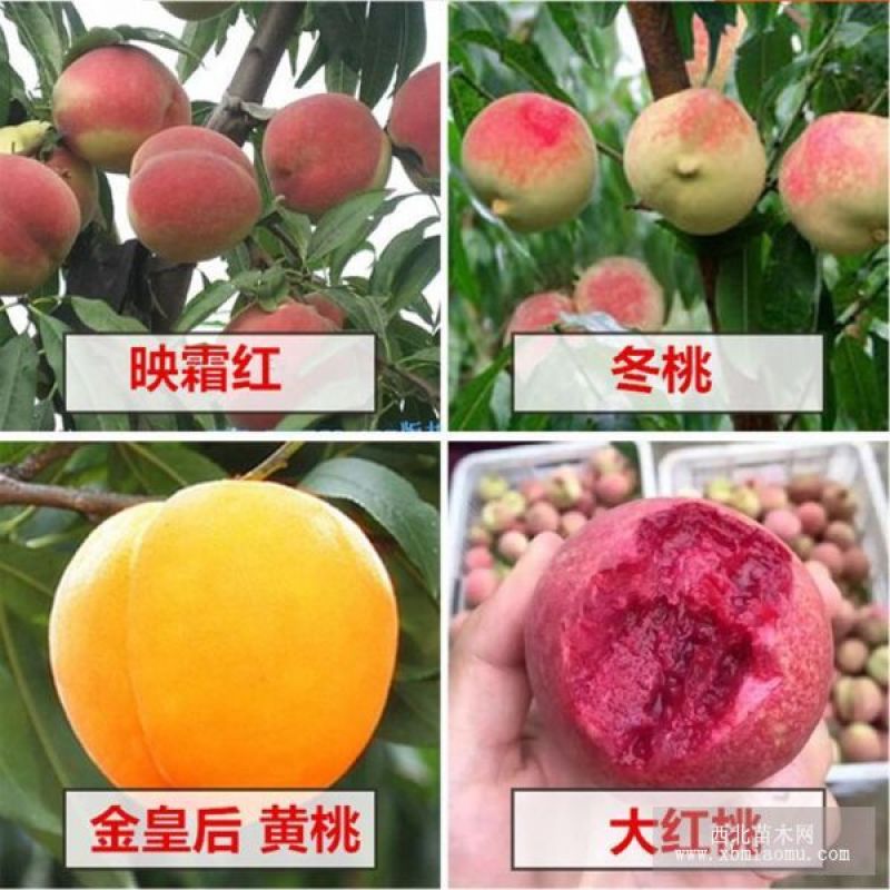 嫁接一级桃树苗，两年苗到8苗大苗包成活，包结果