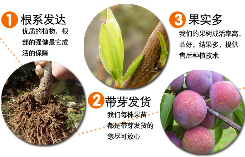 嫁接一级桃树苗，两年苗到8苗大苗包成活，包结果