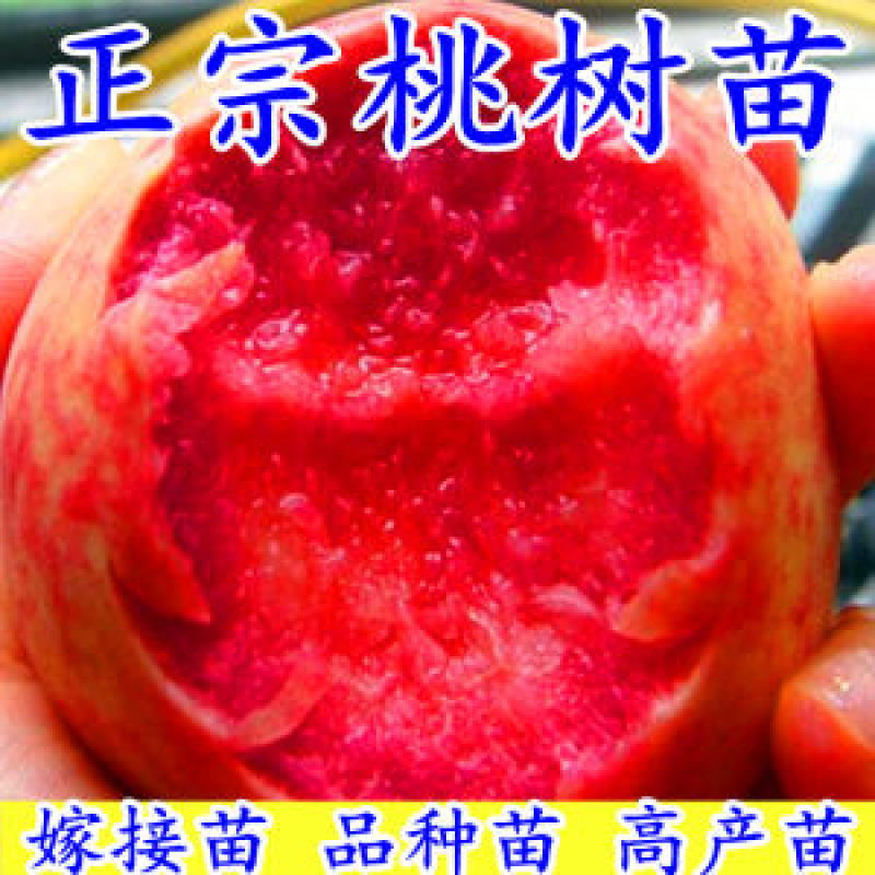 嫁接一级桃树苗，两年苗到8苗大苗包成活，包结果