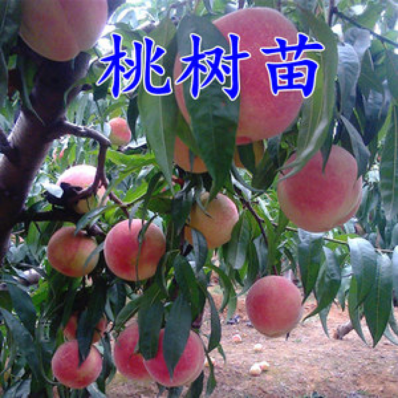 嫁接一级桃树苗，两年苗到8苗大苗包成活，包结果