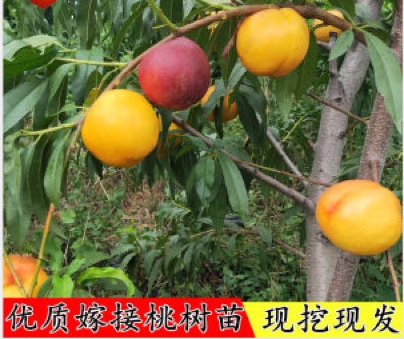 嫁接一级桃树苗，两年苗到8苗大苗包成活，包结果