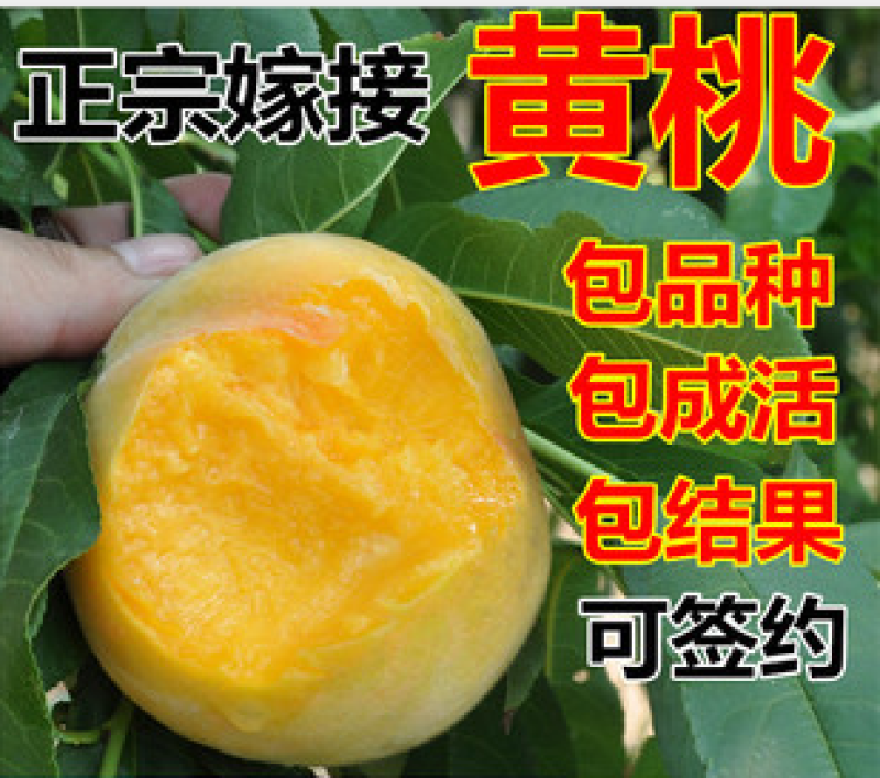 嫁接一级桃树苗，两年苗到8苗大苗包成活，包结果