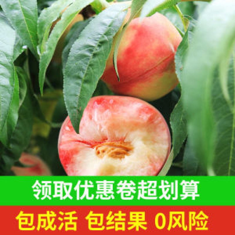 嫁接一级桃树苗，两年苗到8苗大苗包成活，包结果