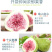 冻干无花果水果干无花果干脱水即食果蔬脆片新鲜孕妇零食