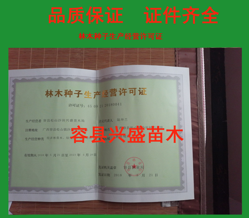 肉桂树苗又称桂皮树有食用香料和药用价值