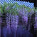 紫藤种子多花紫藤种子盆栽地栽树种爬藤植物垂吊花种子