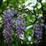 紫藤种子多花紫藤种子盆栽地栽树种爬藤植物垂吊花种子