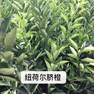 纽荷尔脐橙苗