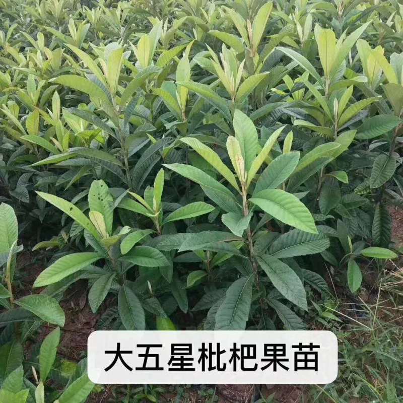 大五星枇杷果苗
