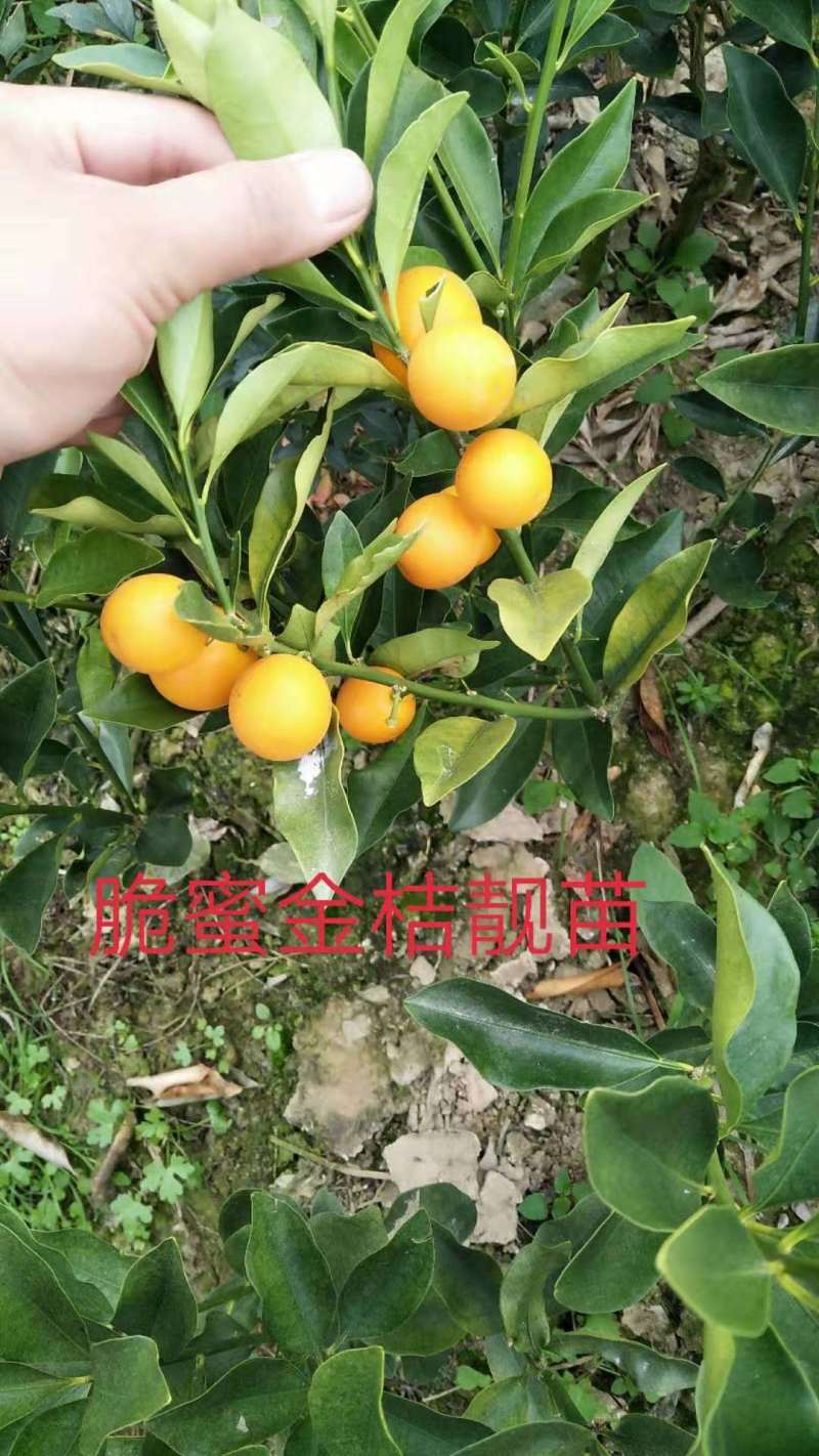 脆蜜金桔苗