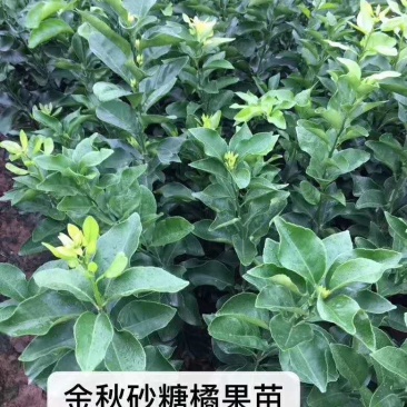 金秋砂糖橘果苗