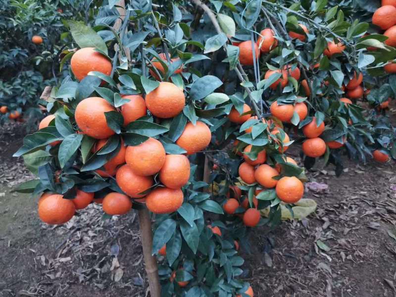 沃柑果苗