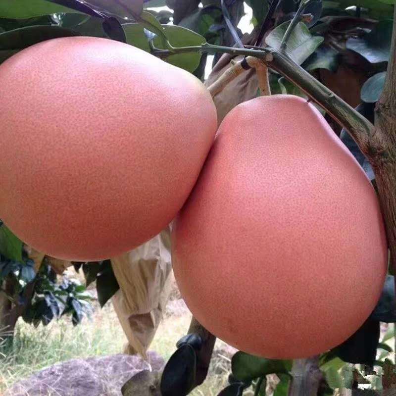 三红蜜柚苗
