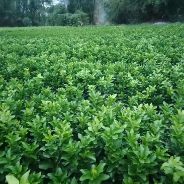 砂糖橘苗