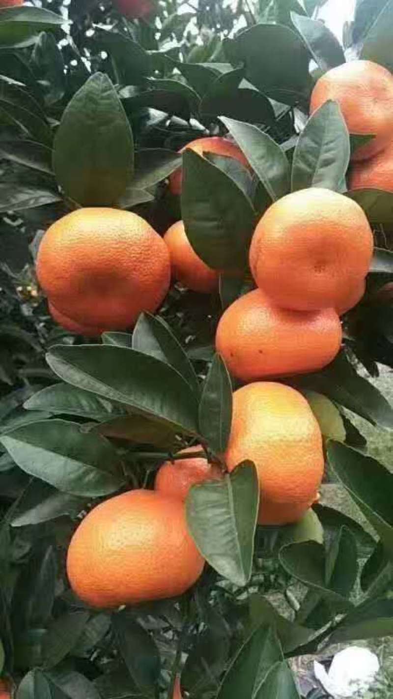 茂谷柑苗