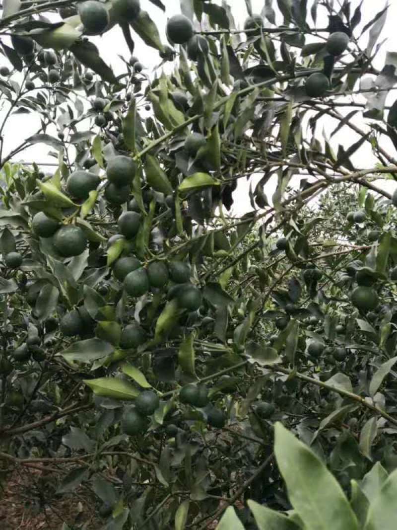 木柑金桔苗