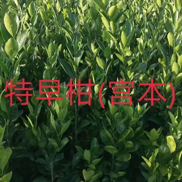 特早柑（宫本）苗