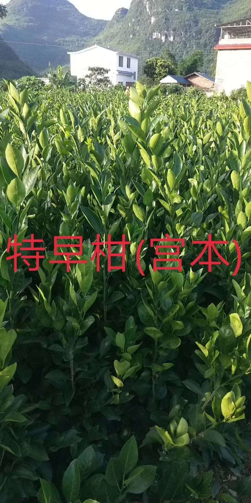 特早柑（宫本）苗