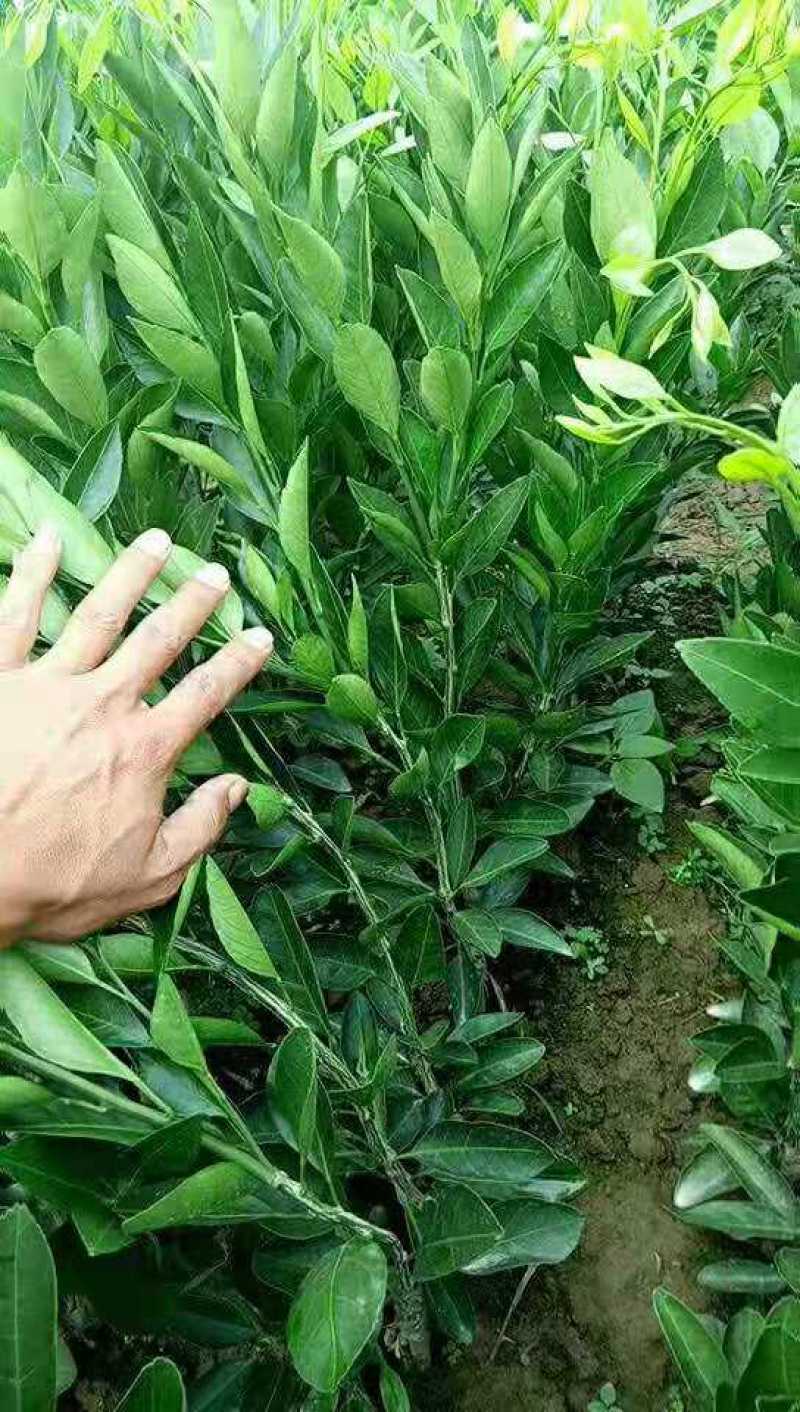 特早柑（宫本）苗