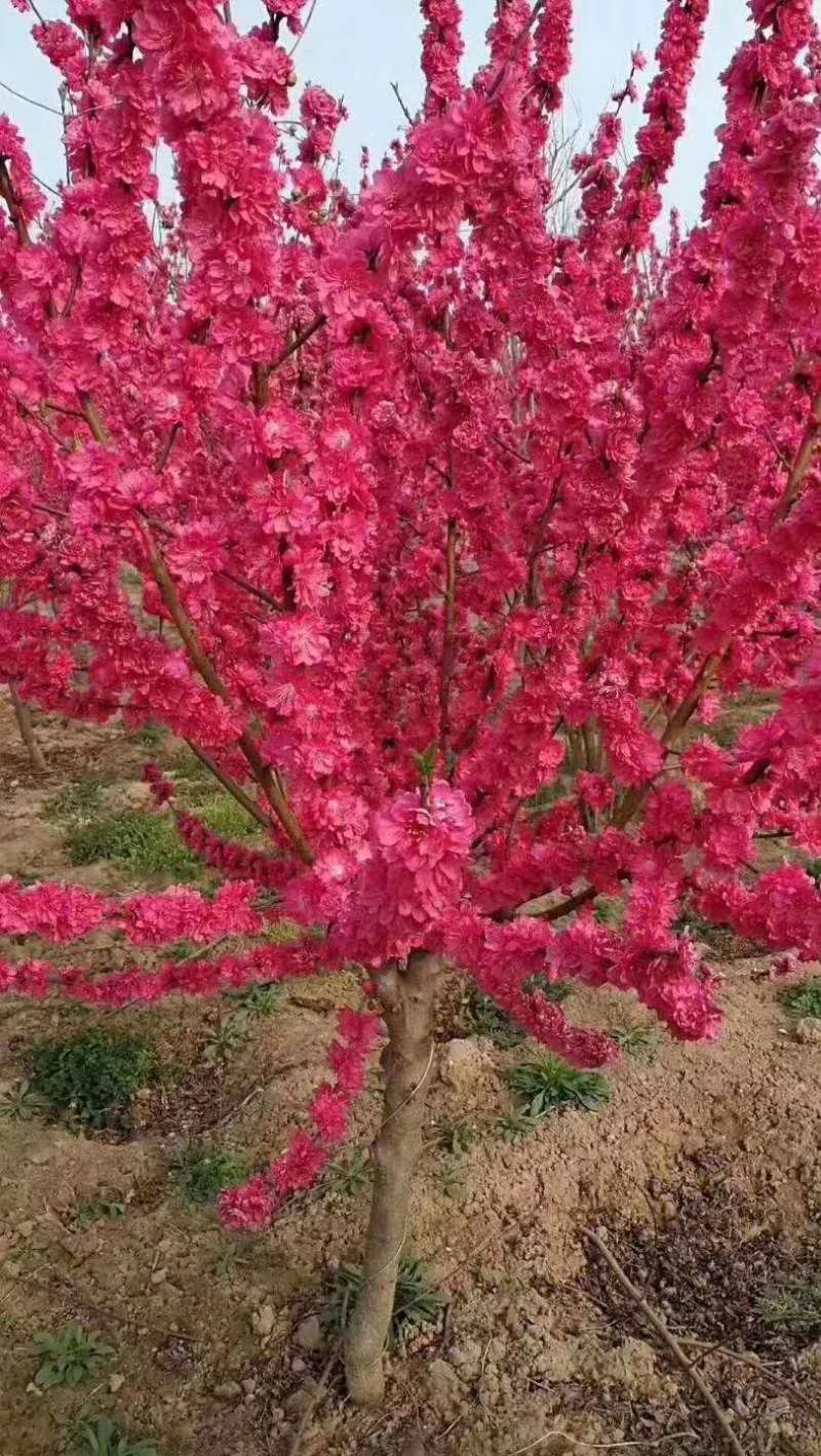 桃花苗