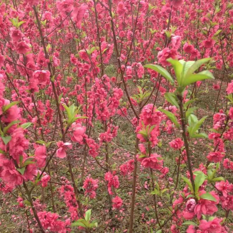 桃花苗