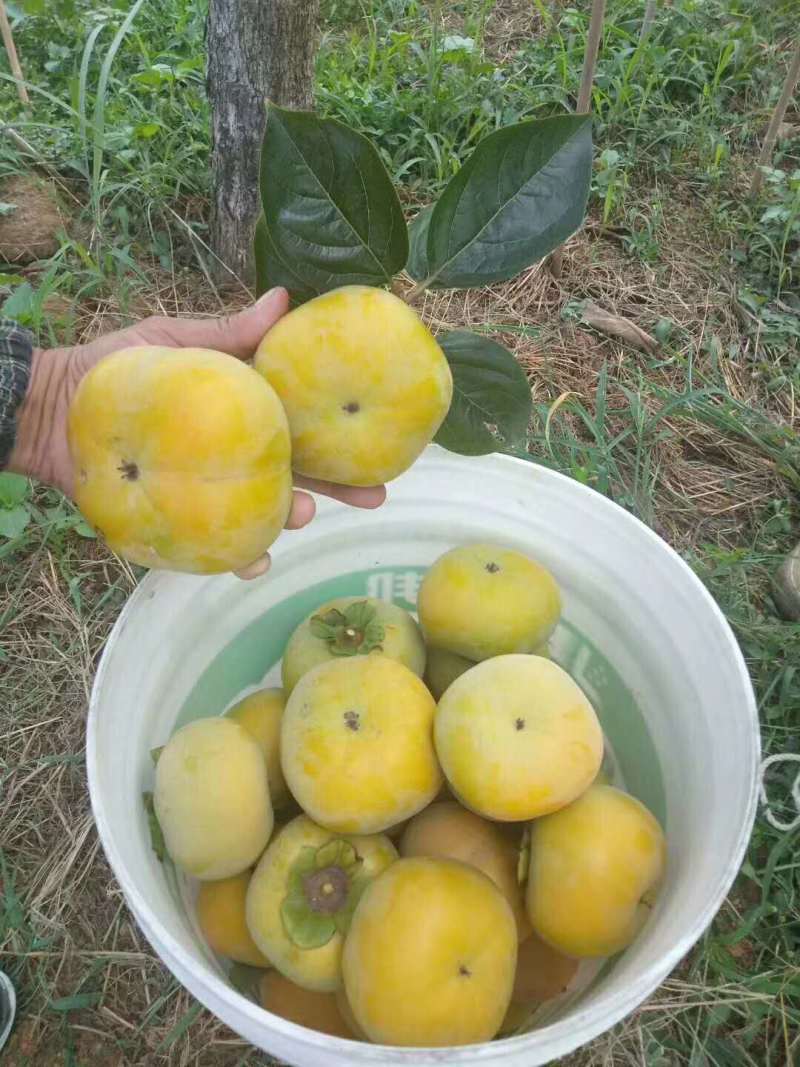 大秋甜柿苗
