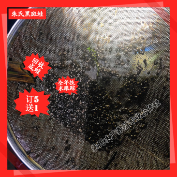 黑斑蛙优质种苗成活率98%-包销合同-见效快成本低