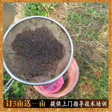 黑斑蛙优质种苗-亩产三千斤以上提供全套养殖技术