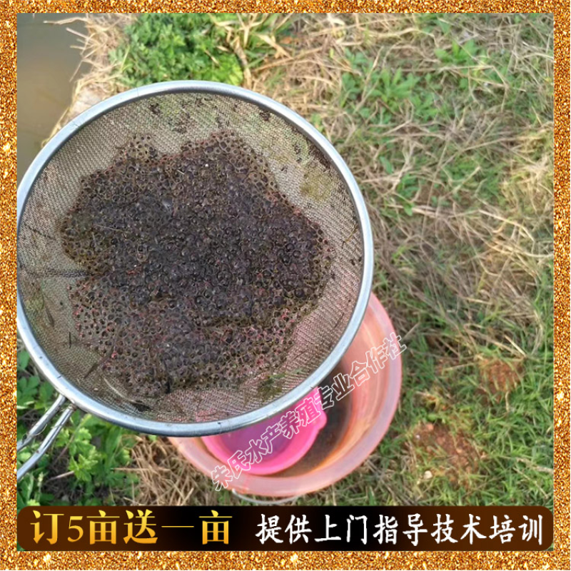 黑斑蛙优质种苗-亩产三千斤以上提供全套养殖技术