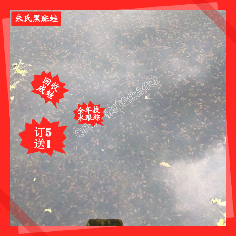 江苏省/湖南省/江西省/黑斑蛙种苗养殖基地哪家价格便宜